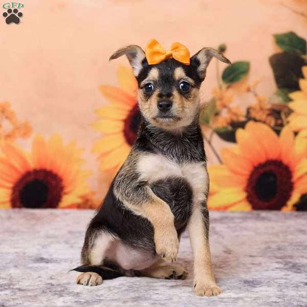 Sally, Chihuahua Puppy